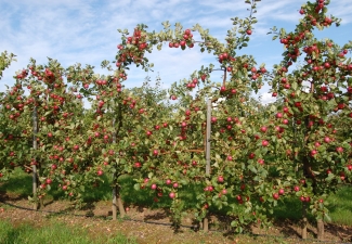 Moderns ābeļu dārzs
