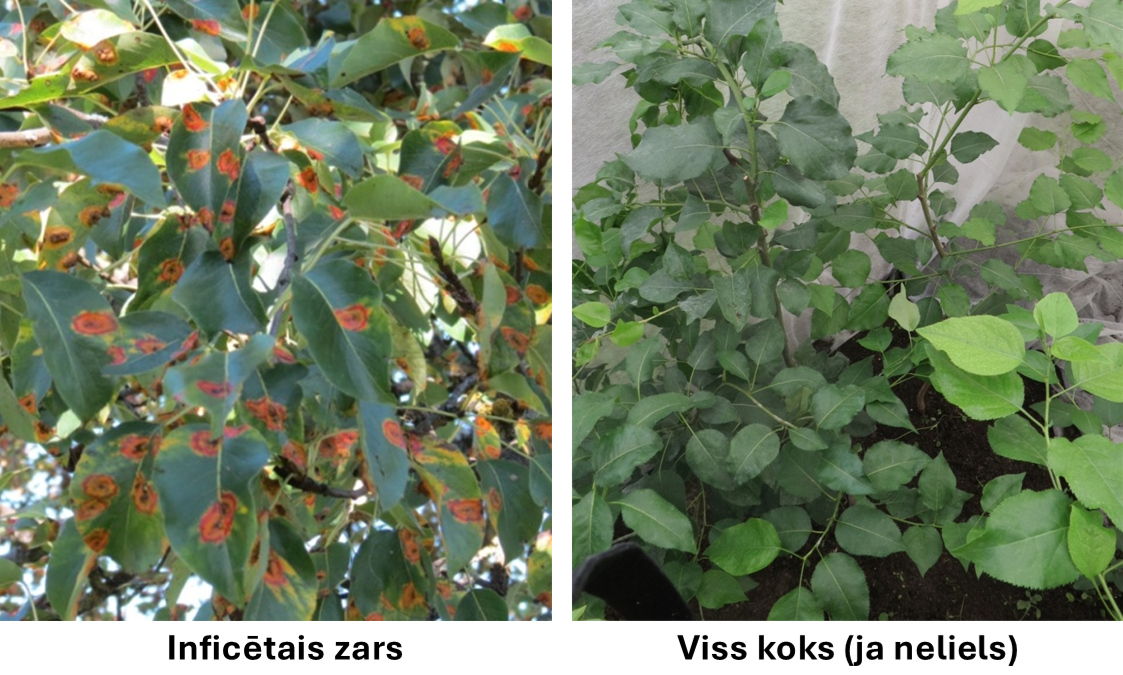 Piemērs kā uzņemt rūsas attēlu - koks