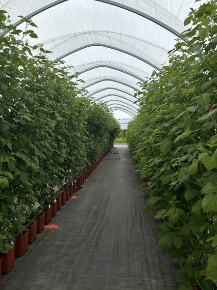 avenes tunelī pirms ziedēšanas