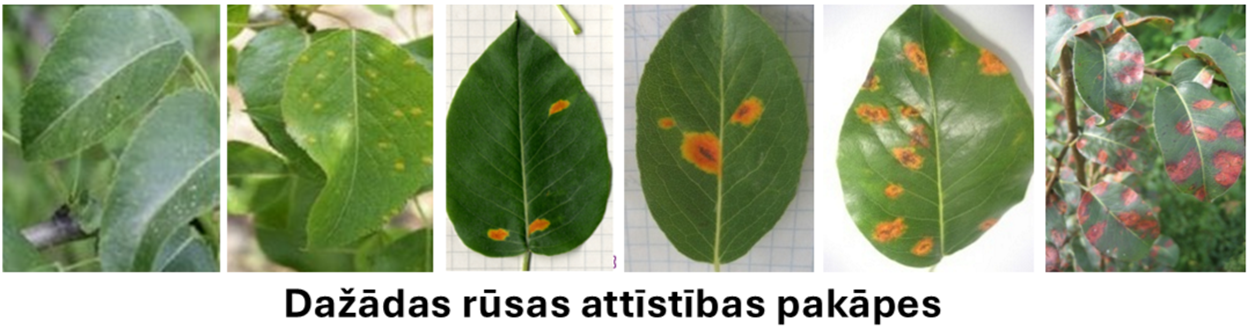 The image displays a series of close-up photos showcasing the effects of acid rain on various leaves, with visible discoloration and damage to the foliage.
Mākslīgā intelekta ģenerēts saturs var būt nepareizs.