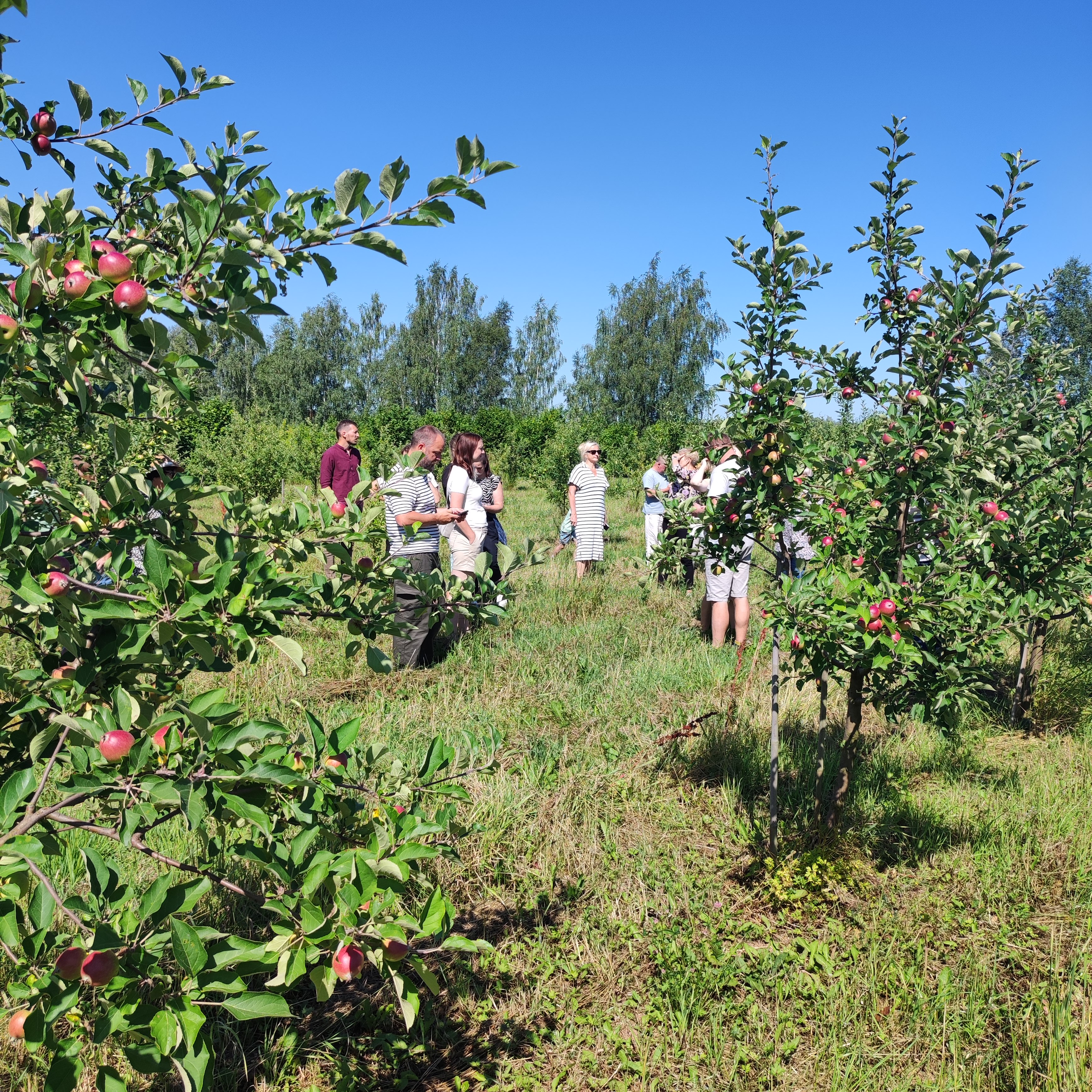 Cider apple orchard