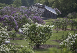 Lilac Garden