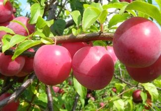 Rudens diena