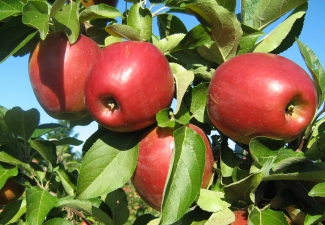 Aboli