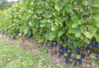 Vinogas