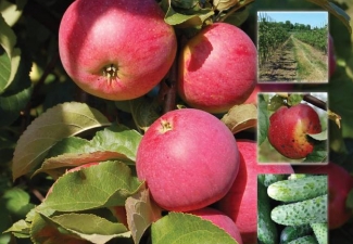 zurnāls