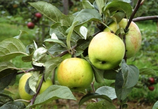 Ābeles