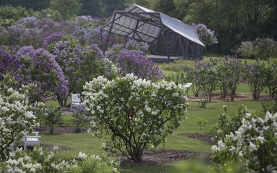 Lilac Garden