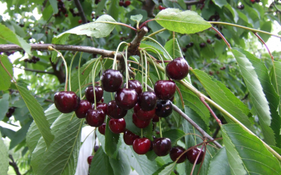 Ķirši Dārzkopības institūtā