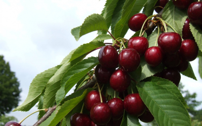 Ķirši Dārzkopības institūtā