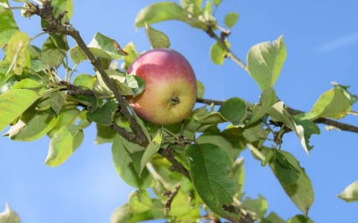 LLU Dārzkopības institūts