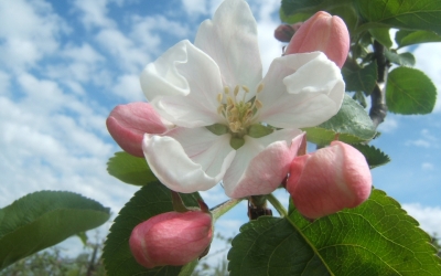 Dārzkopības institūts Dobelē