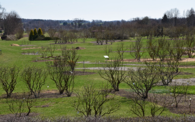 Ceriņu dārzs pavasarī