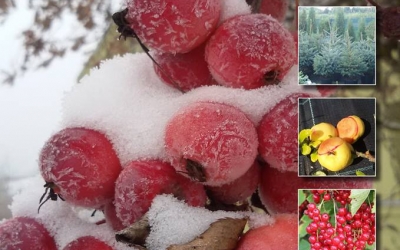 Profesionālā dārzkopība