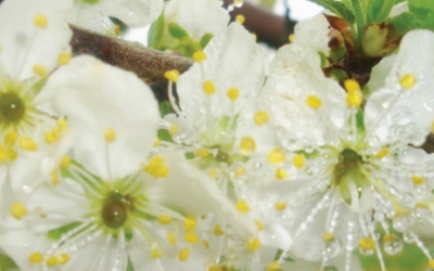 Profesionālā Dārzkopība 8