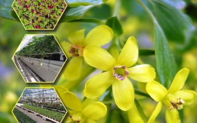 Profesionālā Dārzkopība Nr.5