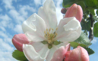 Elektroniskais izdevums"Profesionālā dārzkopība"